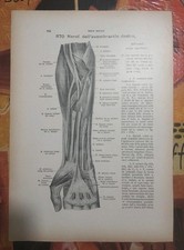 Lotto 2 Stampe Anatomiche Mediche Nervi Braccio Avambraccio HE Werner Spalteholz