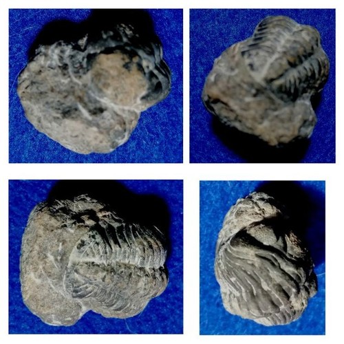 Trilobite phacops - trilobite,