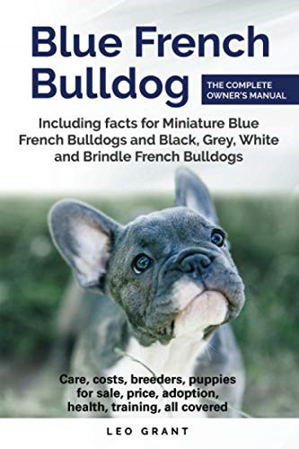 Blue french bulldog - french, care