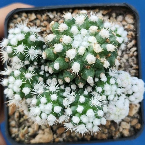 Mammillaria gracilis - , cv
