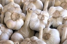 TESTE DI AGLIONE DA SEME PER