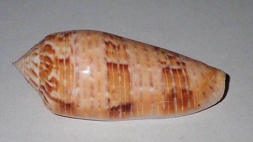 Grande rara conus - mm,
