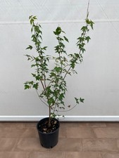acero tridente alberello