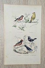 Antica litografia buffon 1852 - antica,
