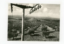 CARTOLINA - PALOMBARA SABINA -