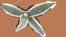 Agave Americana pianta