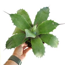 Agave parrasana GREEN x