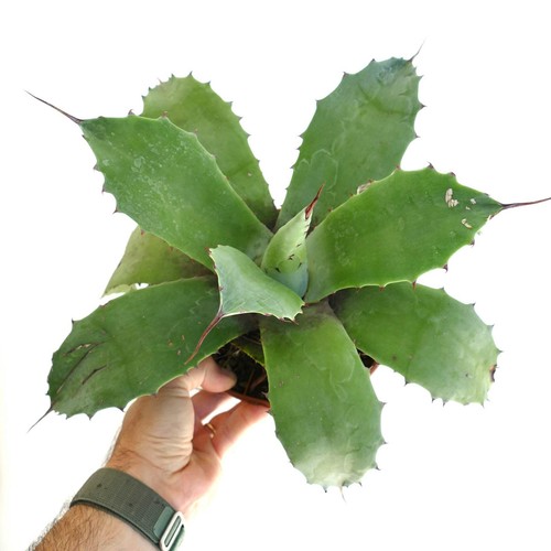 Agave parrasana green - agave,