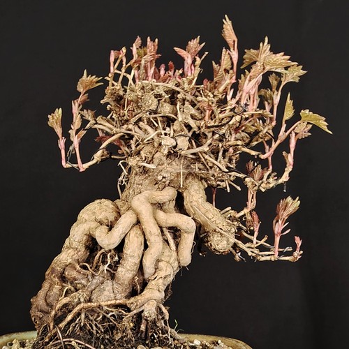 Bonsai vite giapponese - bonsai,