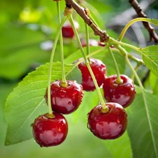 PIANTA DA FRUTTO CILIEGIA