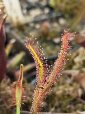 Pianta carnivora drosera - pianta,