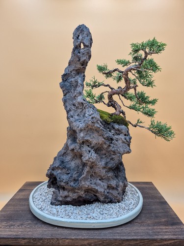 Bonsai composizione ishizuki - bonsai,