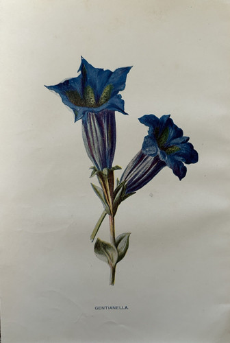 Antica stampa botanica