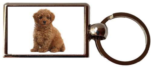 Toy poodle dog pet luxury - toy,