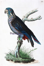 1789, SHAW & NODDER RAME ENGR. ACQUERELLI ANTICHI ORIGINALI PAPPAGALLO SCURO V4C