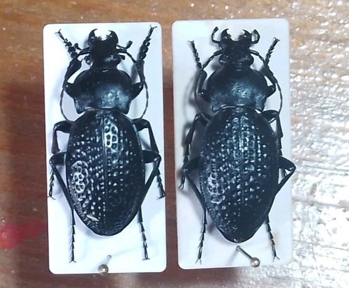 Coleoptera carabidae big - carabidae,