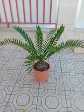 Encephalartos Arenarius 