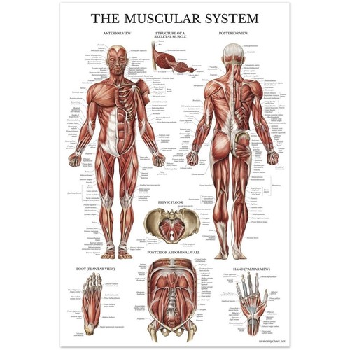Tabella anatomica del sistema
