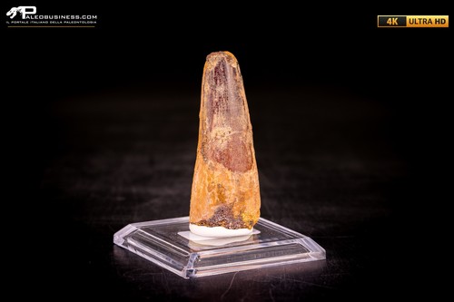Dente spinosaurus - di,