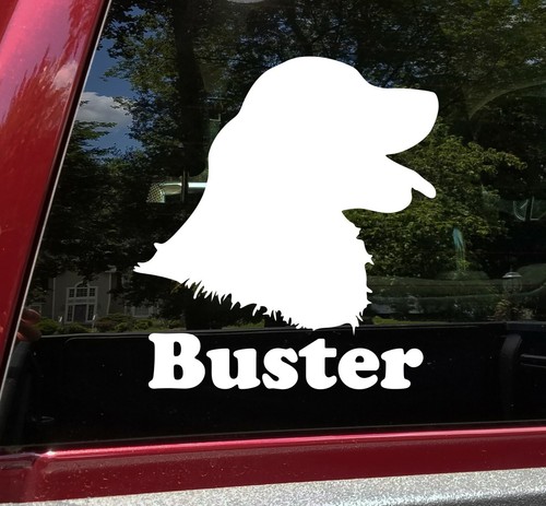 Testa retriever golden - retriever,