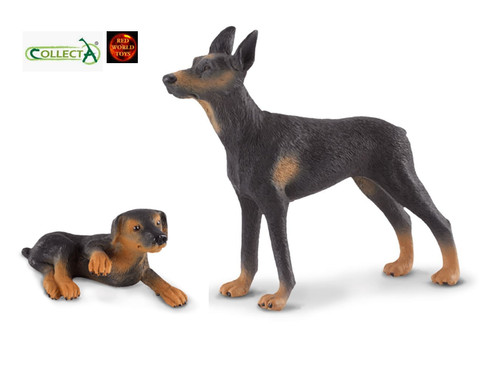 Doberman pinscher dog - dog, and