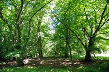 Photo 6x4 Old Hornbeam Coppice