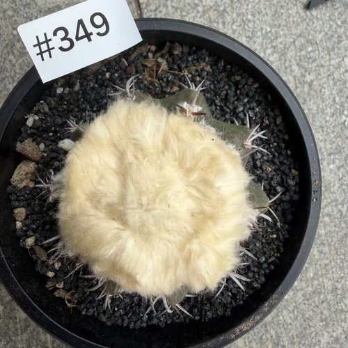 Vendita rara pianta - , cactus