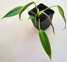 Philodendron Spiritus Sancti
