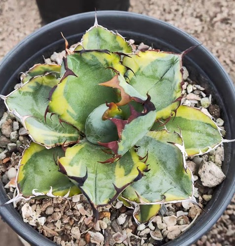 Agave titanota black - agave,