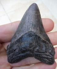 Megalodonte Dente (Faint