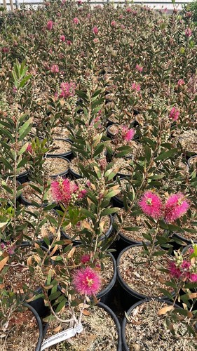 Callistemon violaceus vaso - violaceus,