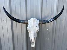 TESCHIO DI STERZO 3 piedi 3