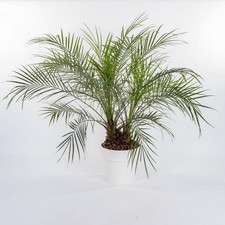 Phoenix Roebelenii – Palma