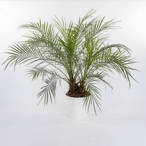 Phoenix roebelenii palma - –,