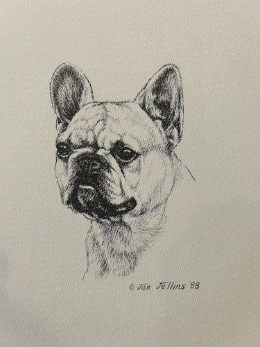 Bulldog francese stampa