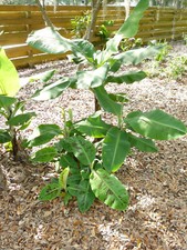 Musa -DWARF CAVENDISH- Live