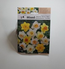 Narcisi bulbi colori misti bl 5 pz