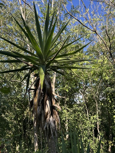 Yucca pianta esterno - yucca, da