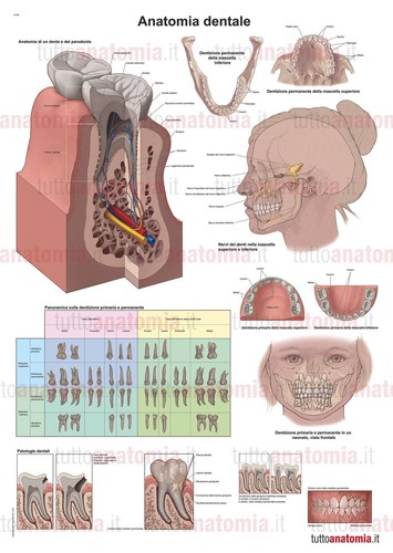 Poster anatomia umana - ,