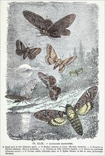 PAPILLONS de NUIT: GRAND PAON