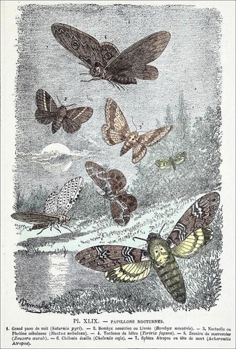 Papillons nuit grand paon - papillons, de