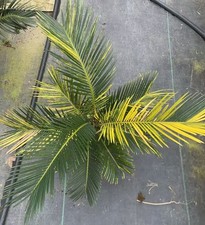 Raro Cactus Cycas revoluta