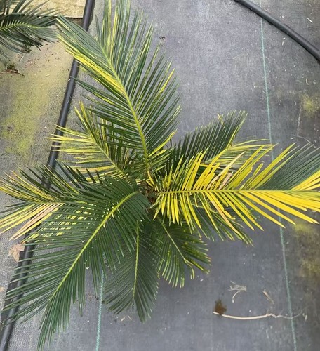 Raro cactus cycas revoluta - raro,