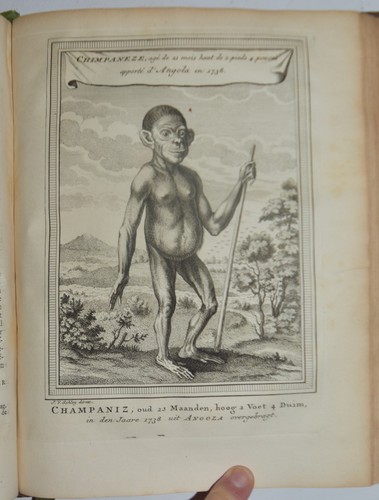 Madagascar fig 1748 - madagascar,