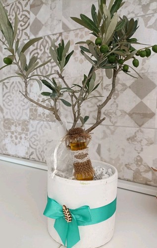 Ulivetto bonsai terracotta - ulivetto, in