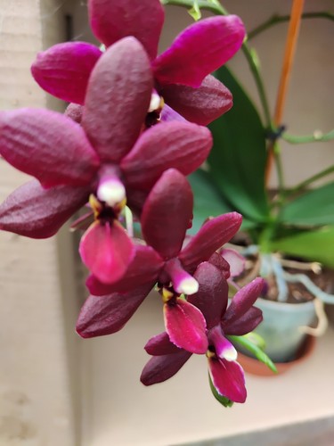 Orchidea phalaenopsis black - ,
