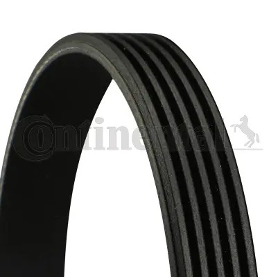Cinghia costata adatta - v,