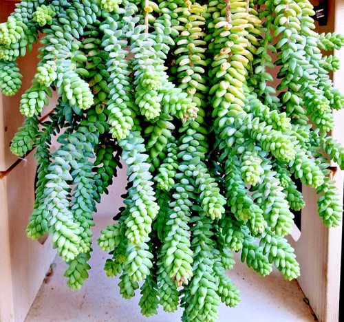 Sedum burrito talee multiple