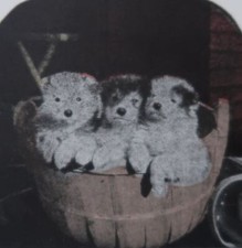 3 CUCCIOLI CARINI ANNI 20 IN