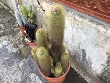 Notocactus ( Parodia )  Leninghausii di cm. 74 accestito. Circa 30 Anni (*)